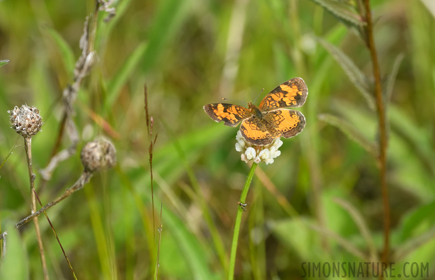 Phyciodes cocyta [380 mm, 1/2500 sec at f / 8.0, ISO 1600]